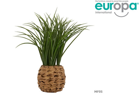 Table Top Rustic Hyacinth Plant