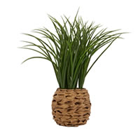 Table Top Rustic Hyacinth Plant hire